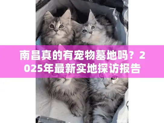 南昌真的有宠物墓地吗?2025年最新实地探访报告 南昌真的有宠物墓地吗?2025年最新实地探访报告