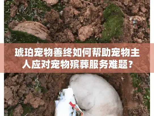 琥珀宠物善终如何帮助宠物主人应对宠物殡葬服务难题？
