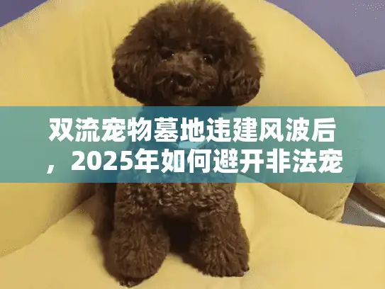 双流宠物墓地违建风波后，2025年如何避开非法宠物安葬陷阱？