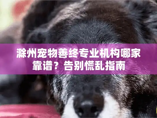 滁州宠物善终专业机构哪家靠谱？告别慌乱指南