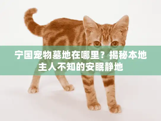 宁国宠物墓地在哪里？揭秘本地主人不知的安眠静地