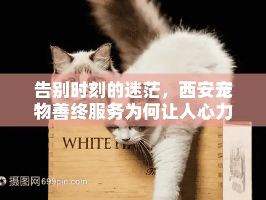告别时刻的迷茫,西安宠物善终服务为何让人心力交瘁? 告别时刻的迷茫,西安宠物善终服务为何让人心力交瘁?