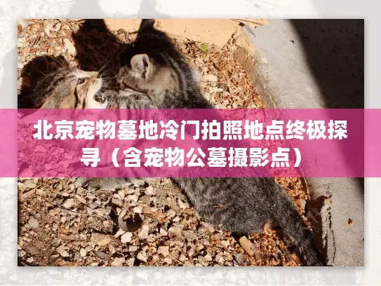 北京宠物墓地冷门拍照地点终极探寻(含宠物公墓摄影点) 北京宠物墓地冷门拍照地点终极探寻(含宠物公墓摄影点)