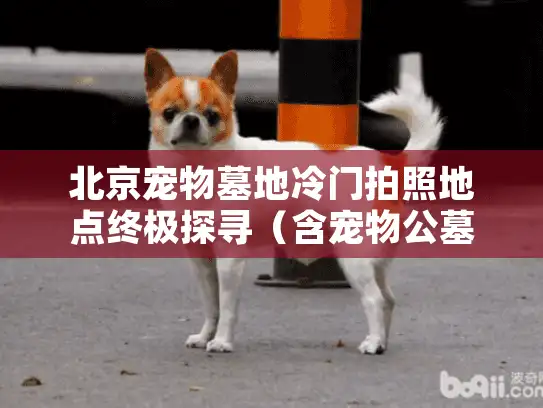北京宠物墓地冷门拍照地点终极探寻(含宠物公墓摄影点) 北京宠物墓地冷门拍照地点终极探寻(含宠物公墓摄影点)