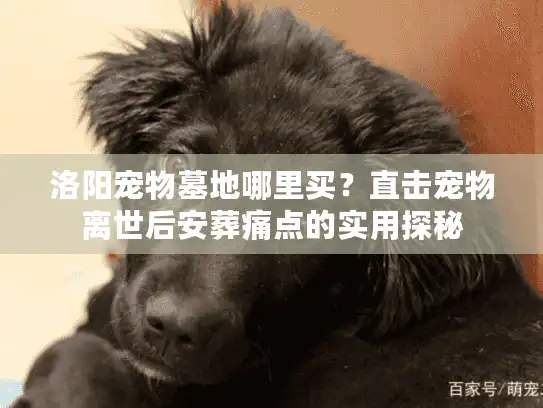 洛阳宠物墓地哪里买？直击宠物离世后安葬痛点的实用探秘