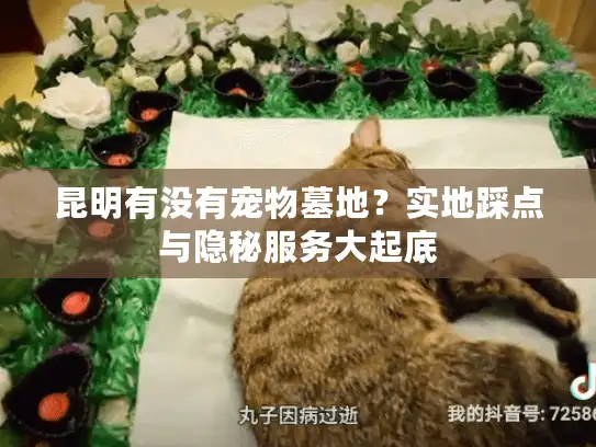 昆明有没有宠物墓地？实地踩点与隐秘服务大起底