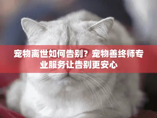 宠物离世如何告别?宠物善终师专业服务让告别更安心 宠物离世如何告别?宠物善终师专业服务让告别更安心