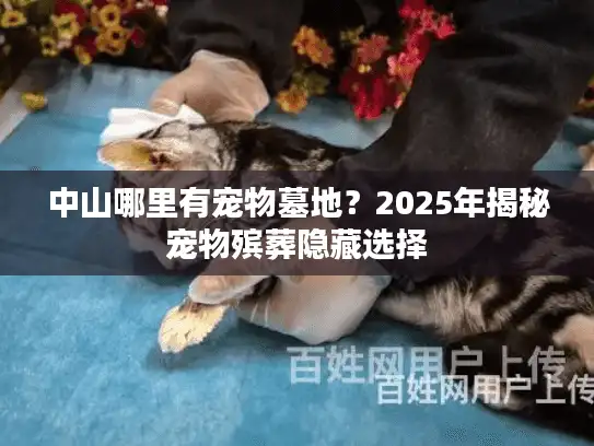 中山哪里有宠物墓地?2025年揭秘宠物殡葬隐藏选择 中山哪里有宠物墓地?2025年揭秘宠物殡葬隐藏选择