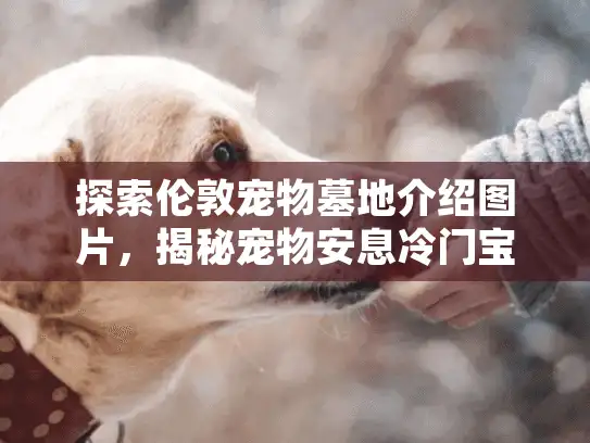 探索伦敦宠物墓地介绍图片，揭秘宠物安息冷门宝藏