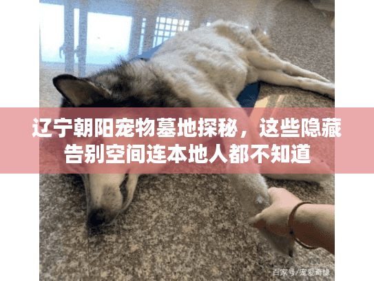 辽宁朝阳宠物墓地探秘，这些隐藏告别空间连本地人都不知道