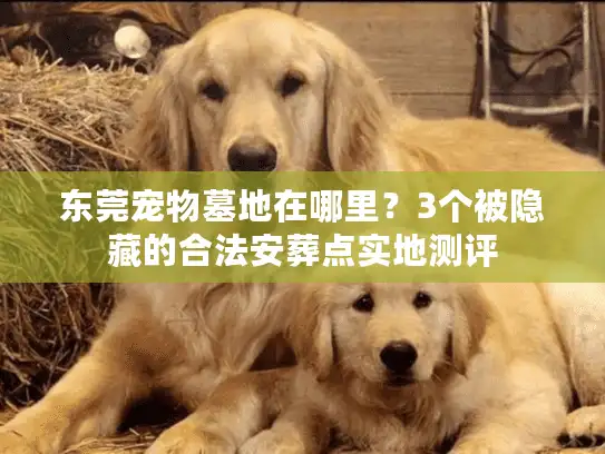 东莞宠物墓地在哪里？3个被隐藏的合法安葬点实地测评