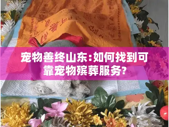 宠物善终山东:如何找到可靠宠物殡葬服务? 宠物善终山东:如何找到可靠宠物殡葬服务?