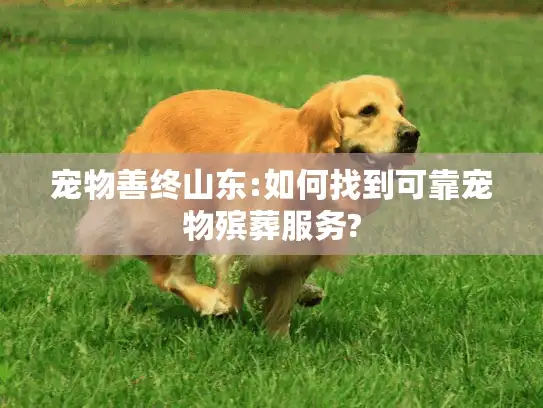 宠物善终山东:如何找到可靠宠物殡葬服务? 宠物善终山东:如何找到可靠宠物殡葬服务?