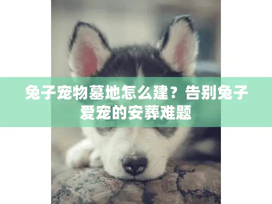 兔子宠物墓地怎么建?告别兔子爱宠的安葬难题 兔子宠物墓地怎么建?告别兔子爱宠的安葬难题