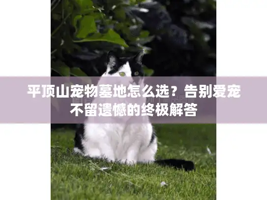 平顶山宠物墓地怎么选？告别爱宠不留遗憾的终极解答