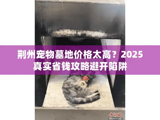 荆州宠物墓地价格太高？2025真实省钱攻略避开陷阱