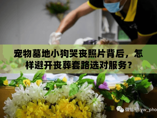 宠物墓地小狗哭丧照片背后，怎样避开丧葬套路选对服务？
