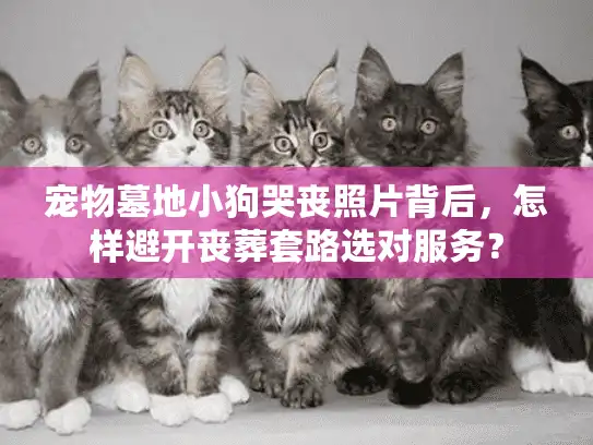 宠物墓地小狗哭丧照片背后，怎样避开丧葬套路选对服务？