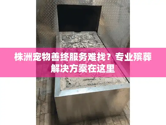 株洲宠物善终服务难找？专业殡葬解决方案在这里