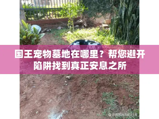 国王宠物墓地在哪里？帮您避开陷阱找到真正安息之所