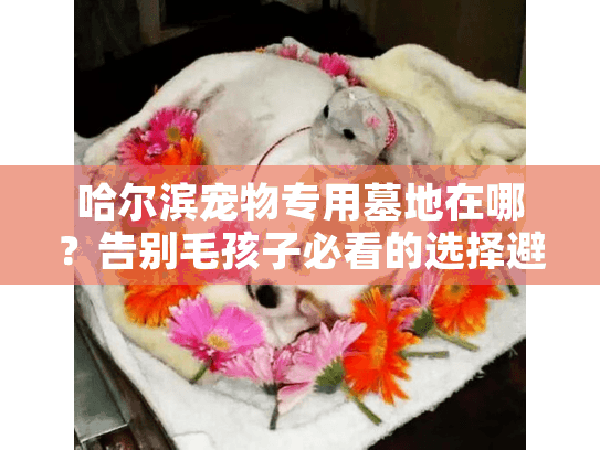 哈尔滨宠物专用墓地在哪?告别毛孩子必看的选择避坑手册 哈尔滨宠物专用墓地在哪?告别毛孩子必看的选择避坑手册