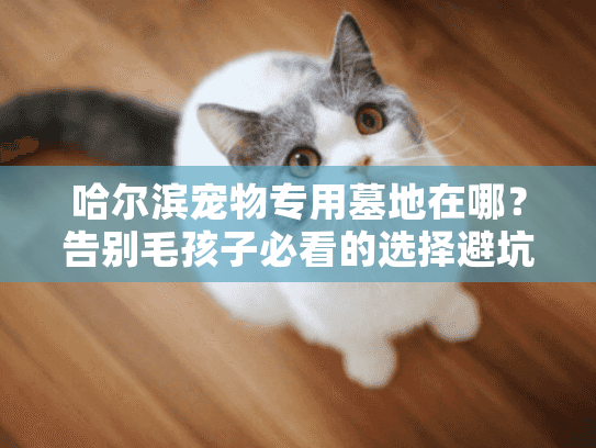 哈尔滨宠物专用墓地在哪?告别毛孩子必看的选择避坑手册 哈尔滨宠物专用墓地在哪?告别毛孩子必看的选择避坑手册