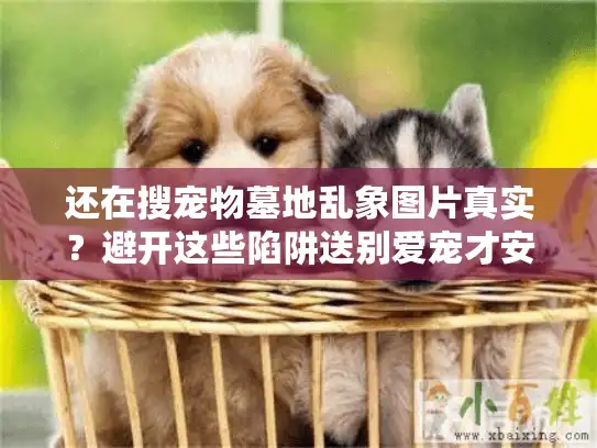 还在搜宠物墓地乱象图片真实？避开这些陷阱送别爱宠才安心