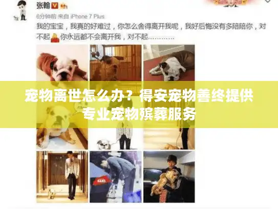 宠物离世怎么办？得安宠物善终提供专业宠物殡葬服务