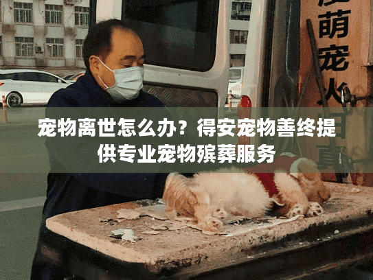 宠物离世怎么办？得安宠物善终提供专业宠物殡葬服务