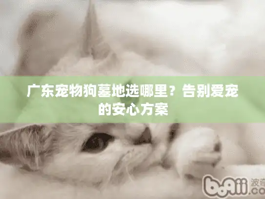 广东宠物狗墓地选哪里？告别爱宠的安心方案