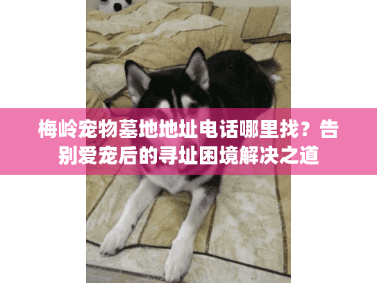 梅岭宠物墓地地址电话哪里找？告别爱宠后的寻址困境解决之道