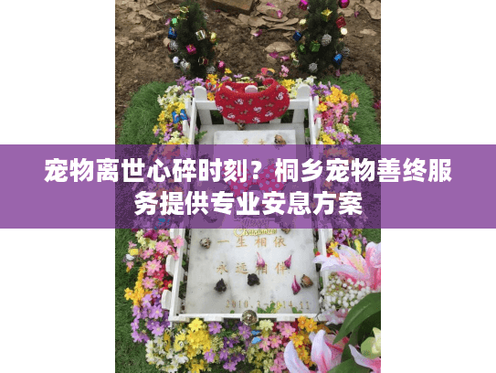 宠物离世心碎时刻？桐乡宠物善终服务提供专业安息方案