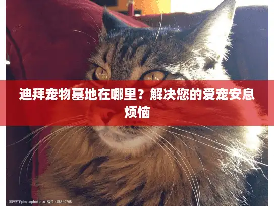 迪拜宠物墓地在哪里?解决您的爱宠安息烦恼 迪拜宠物墓地在哪里?解决您的爱宠安息烦恼