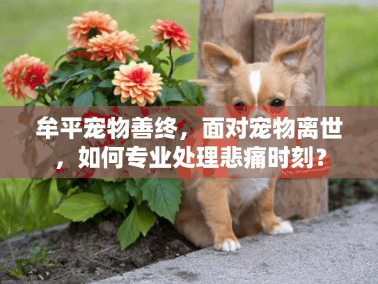 牟平宠物善终，面对宠物离世，如何专业处理悲痛时刻？