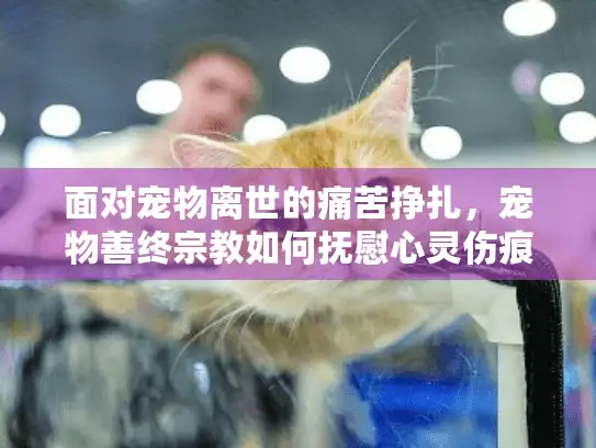 面对宠物离世的痛苦挣扎，宠物善终宗教如何抚慰心灵伤痕？