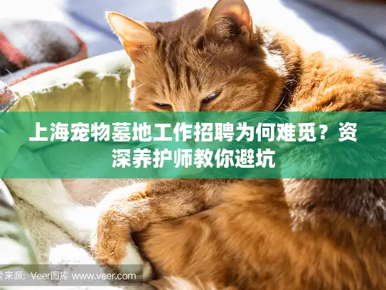 上海宠物墓地工作招聘为何难觅?资深养护师教你避坑 上海宠物墓地工作招聘为何难觅?资深养护师教你避坑