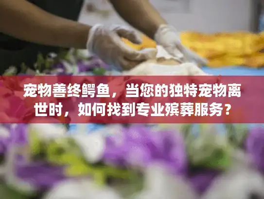 宠物善终鳄鱼，当您的独特宠物离世时，如何找到专业殡葬服务？