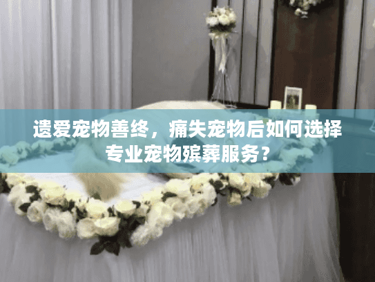 遗爱宠物善终，痛失宠物后如何选择专业宠物殡葬服务？