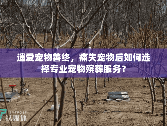 遗爱宠物善终，痛失宠物后如何选择专业宠物殡葬服务？