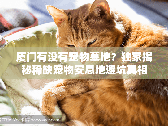 厦门有没有宠物墓地？独家揭秘稀缺宠物安息地避坑真相