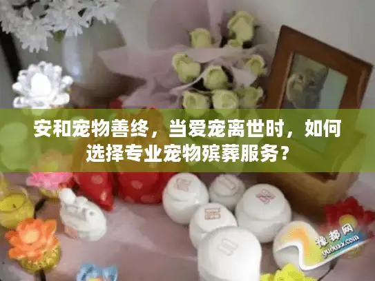 安和宠物善终，当爱宠离世时，如何选择专业宠物殡葬服务？