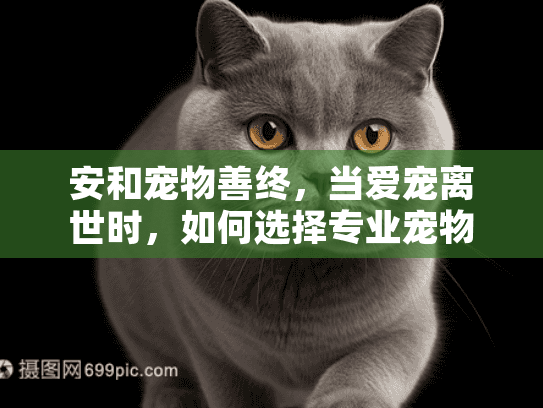 安和宠物善终，当爱宠离世时，如何选择专业宠物殡葬服务？