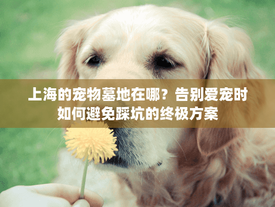 上海的宠物墓地在哪?告别爱宠时如何避免踩坑的终极方案 上海的宠物墓地在哪?告别爱宠时如何避免踩坑的终极方案