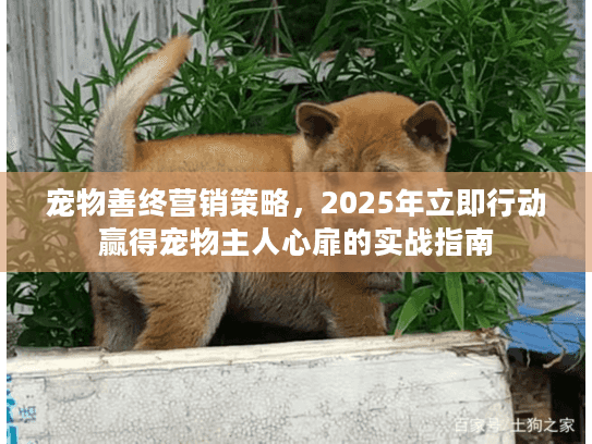 宠物善终营销策略，2025年立即行动赢得宠物主人心扉的实战指南