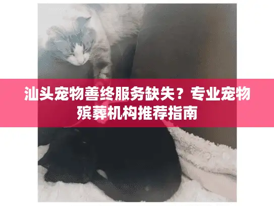 汕头宠物善终服务缺失？专业宠物殡葬机构推荐指南