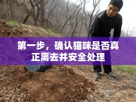 第一步，确认猫咪是否真正离去并安全处理