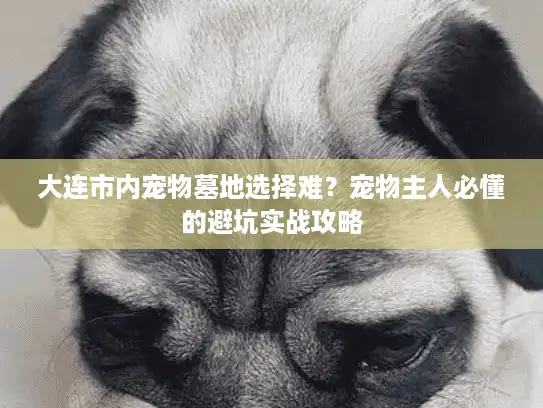 大连市内宠物墓地选择难？宠物主人必懂的避坑实战攻略