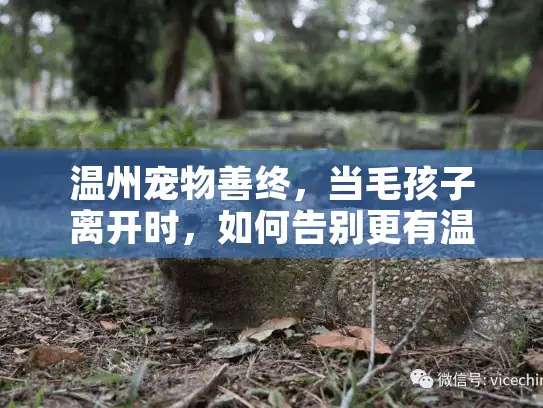 温州宠物善终，当毛孩子离开时，如何告别更有温度？