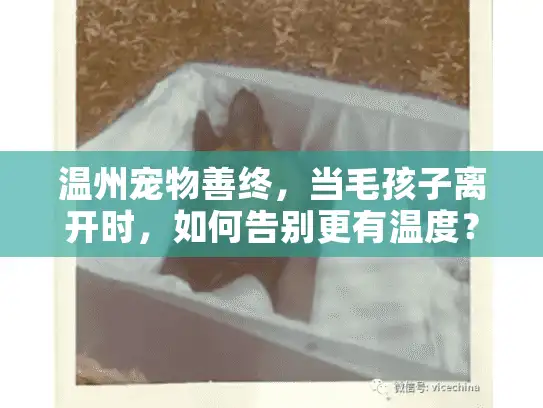 温州宠物善终，当毛孩子离开时，如何告别更有温度？