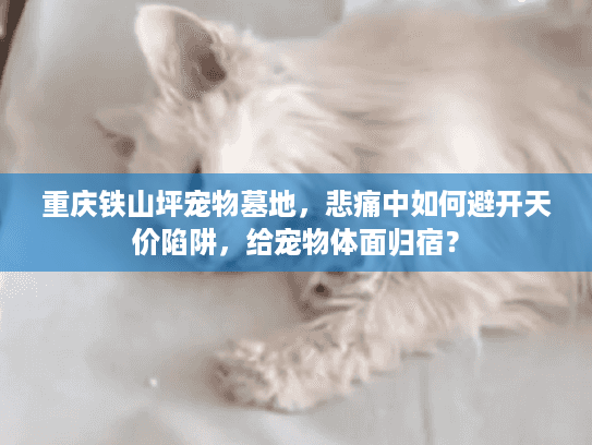 重庆铁山坪宠物墓地，悲痛中如何避开天价陷阱，给宠物体面归宿？